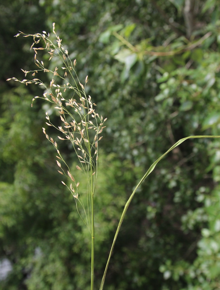 Image of Glyceria spiculosa specimen.