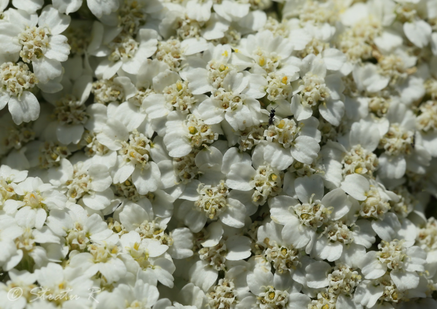 Image of Achillea setacea specimen.