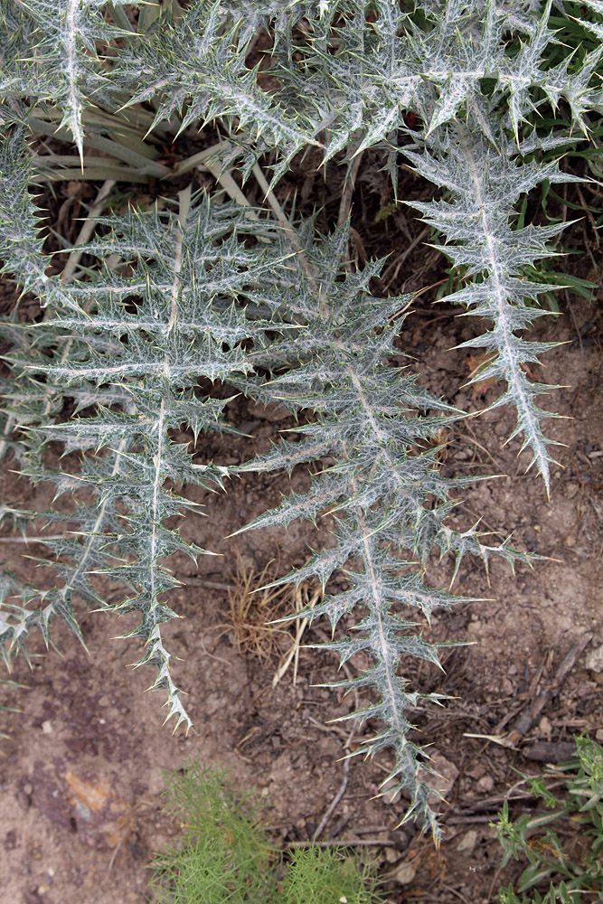 Image of Cousinia egregia specimen.