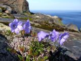 Campanula rotundifolia. Цветущее растение (с аномальными шестилепестковыми венчиками цветков) на прибрежных скалах. Кольский полуостров, Восточный Мурман, пос. Дальние Зеленцы. Июль 2007 г.