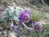 Oxytropis albovillosa