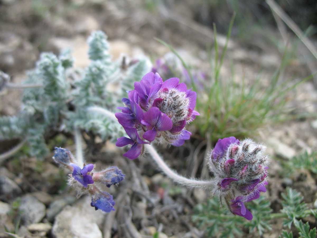 Изображение особи Oxytropis albovillosa.