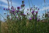 Centaurea jacea