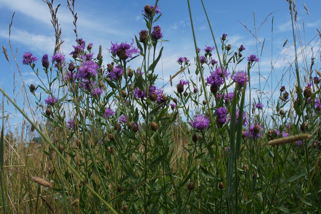 Image of Centaurea jacea specimen.