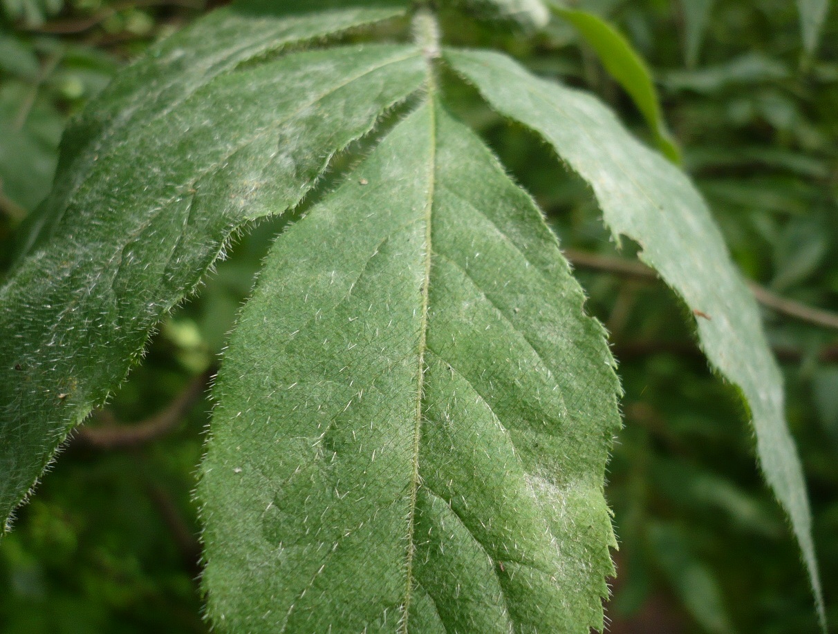 Image of Sambucus sibirica specimen.