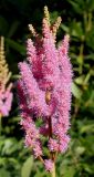 Astilbe chinensis разновидность davidii. Соцветие. Германия, г. Дюссельдорф, Ботанический сад университета. 04.05.2014.