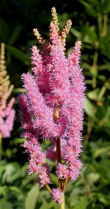 Image of Astilbe chinensis var. davidii specimen.