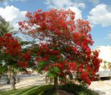 Delonix regia. Цветущее дерево. Израиль, впадина Мёртвого моря, пос. Эйн Бокек, в культуре. 12.05.2014.