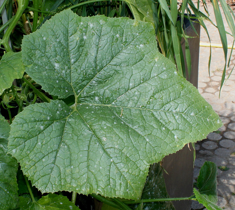 Image of Cucurbita pepo specimen.