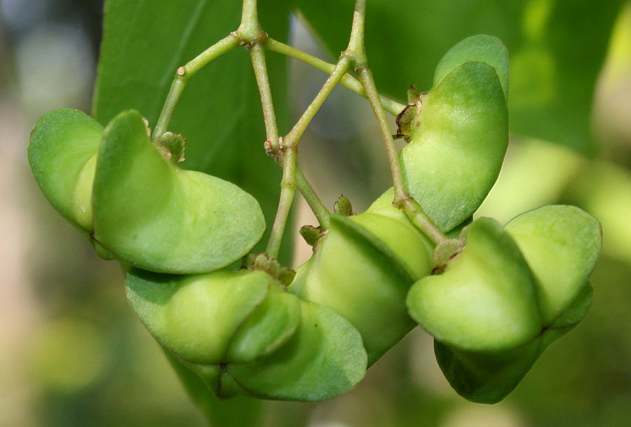 Image of Euonymus sanguineus specimen.