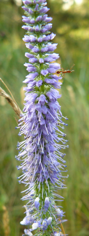 Изображение особи Veronica spicata.