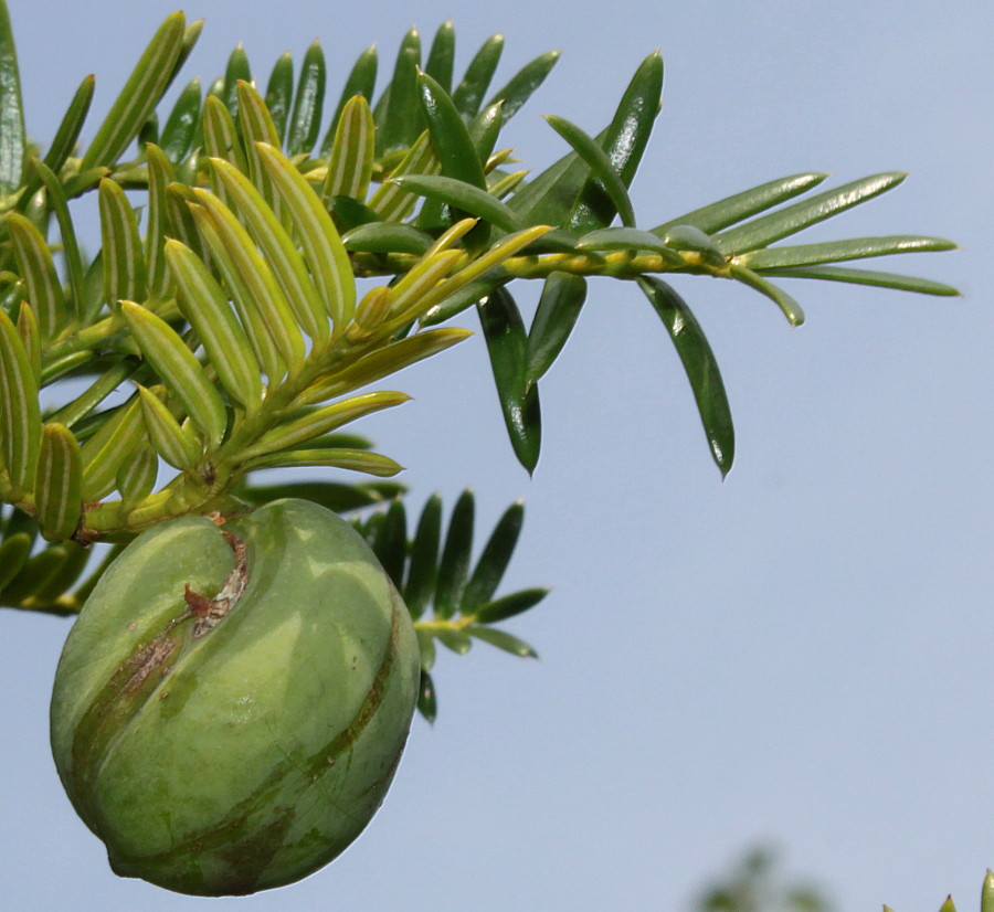 Изображение особи Torreya nucifera.