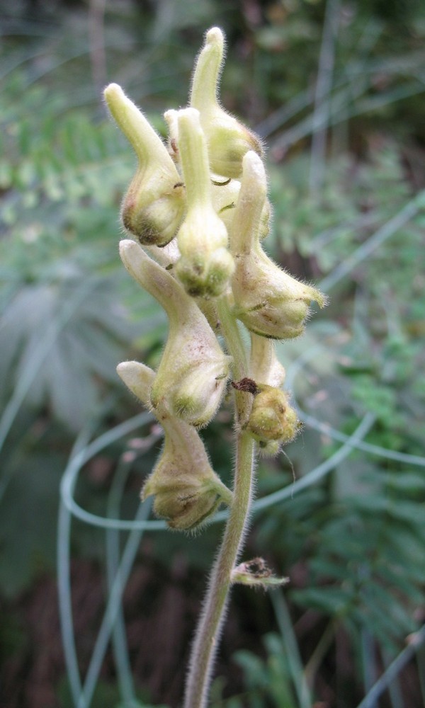 Изображение особи Aconitum sukaczevii.