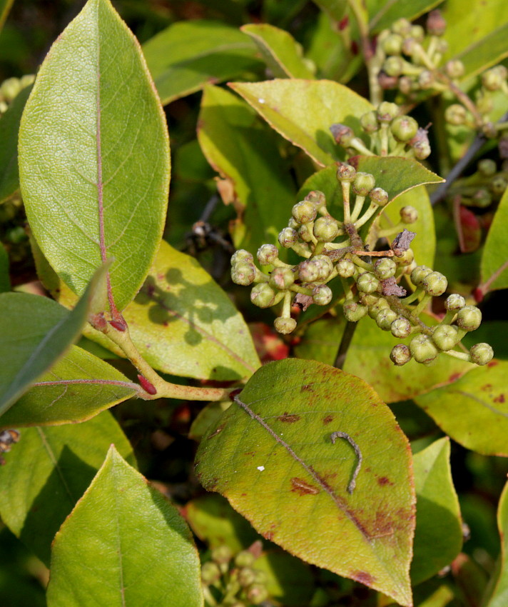 Image of Lyonia ligustrina specimen.