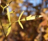 Clematis hexapetala. Лист в осеннем окрасе. Амурская обл., в ~ 40 км севернее Благовещенска, пологие холмы. 01.10.2014.