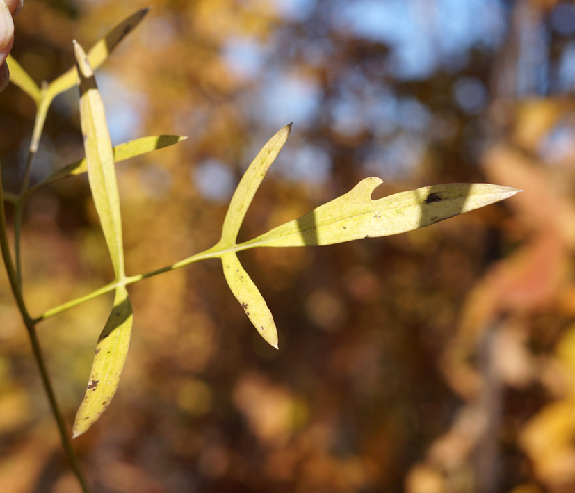 Image of Clematis hexapetala specimen.