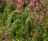 Festuca arundinacea. Верхушки расцветающих растений. Московская обл., Раменский р-н, окр. ж.-д. платформы Хрипань, залежь. 04.06.2014.