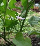 Solanum melongena. Цветущее растение. Краснодарский край, Кущёвский р-н, станица Шкуринская, в культуре. 04.08.2009.