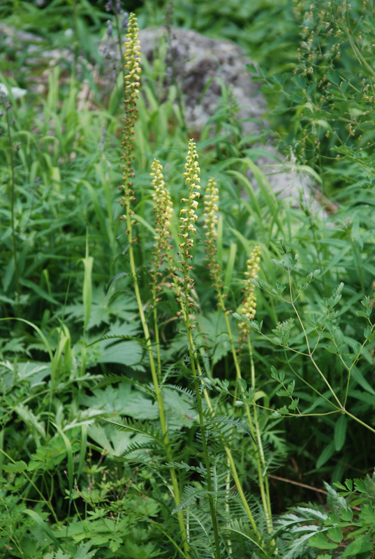 Изображение особи Pedicularis incarnata.