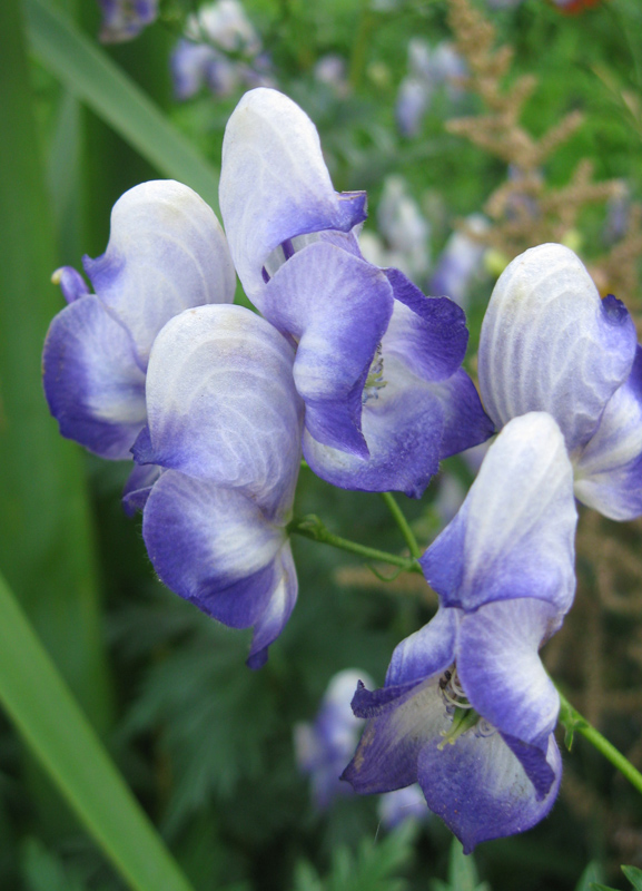 Изображение особи Aconitum &times; stoerkianum.