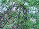 Atragene ochotensis. Цветущее растение. Камчатский край, Елизовский р-н, каменноберезовый лес.