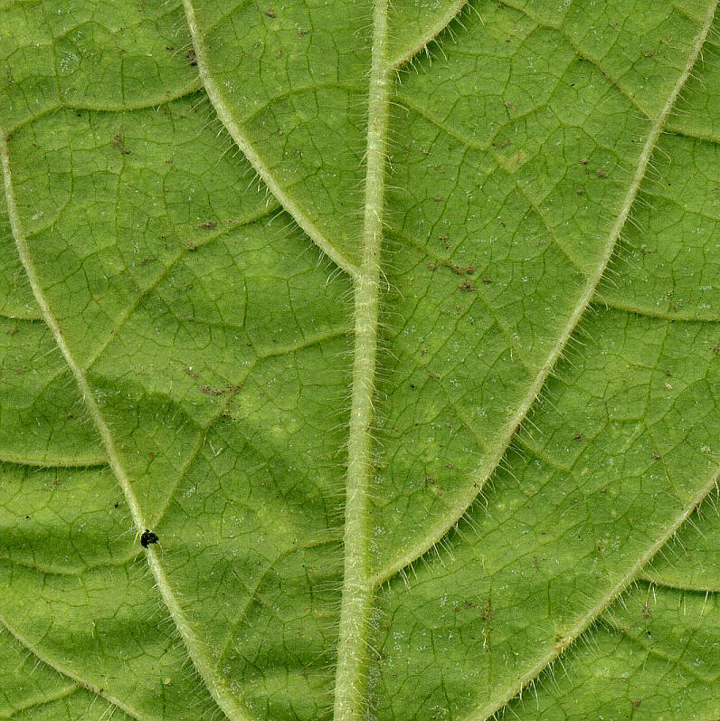 Изображение особи Stachys sylvatica.