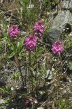 Pedicularis anthemifolia