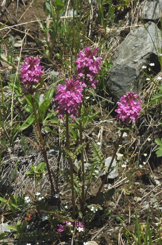 Image of Pedicularis anthemifolia specimen.