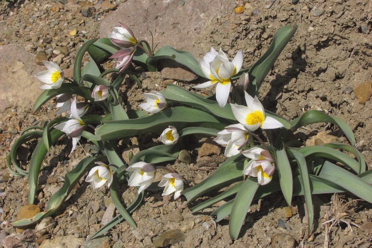 Изображение особи Tulipa biflora.