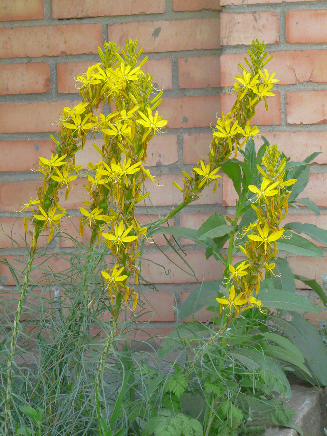 Изображение особи Asphodeline lutea.