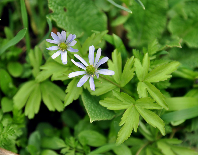 Изображение особи Anemone caucasica.