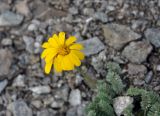 Anthemis marschalliana ssp. pectinata