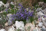 Campanula rotundifolia. Цветущее растение. Иркутская обл., Ольхонский р-н, Курминская коса, галечник. 12.07.2015.