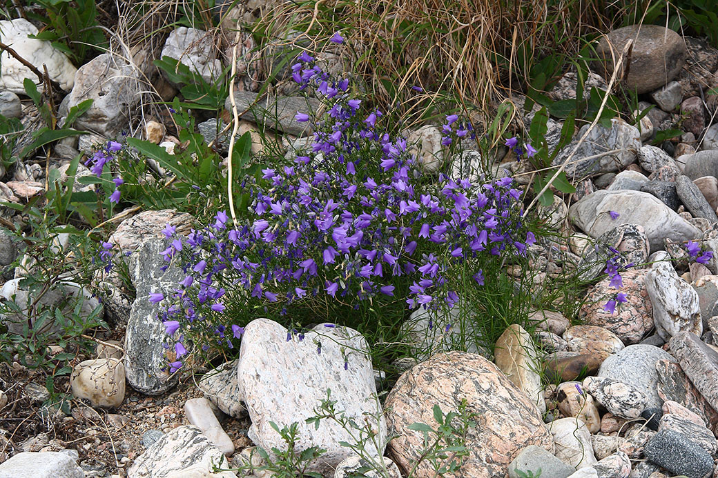 Изображение особи Campanula rotundifolia.