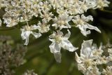 Heracleum sosnowskyi. Часть соцветия. Новгородская обл., г. Боровичи, Бобровские горы, луг. 28.06.2015.