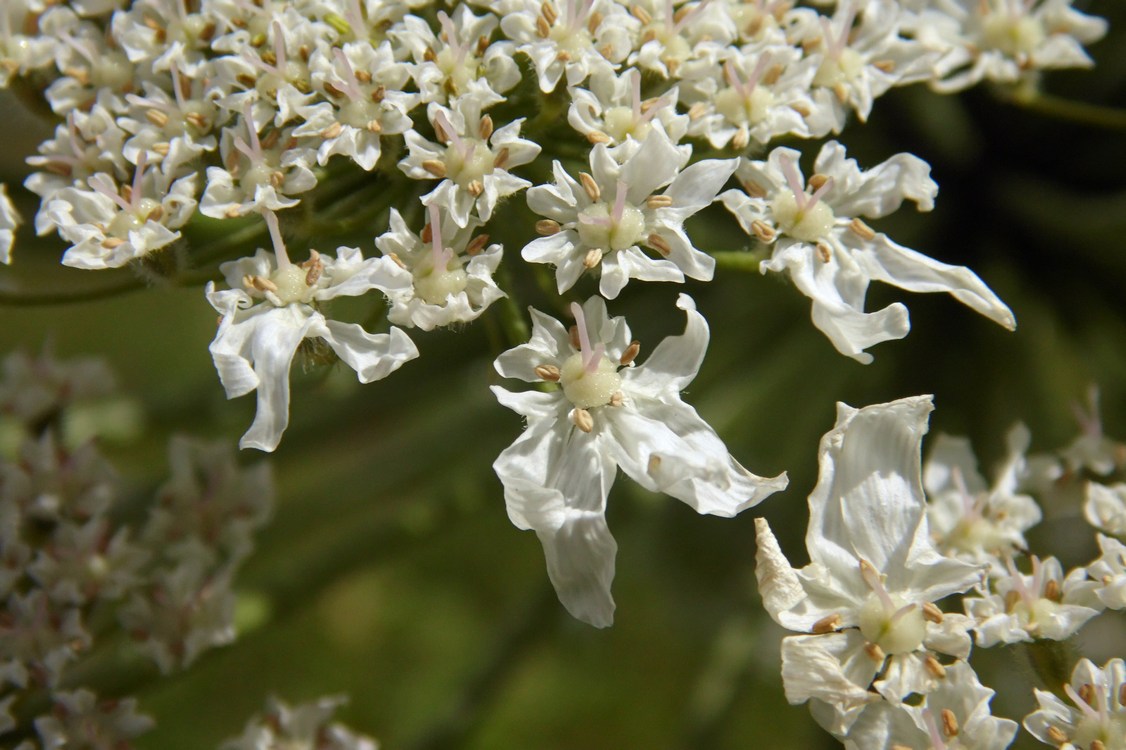 Image of Heracleum sosnowskyi specimen.