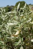 Phlomis fruticosa