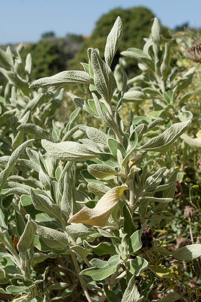 Image of Phlomis fruticosa specimen.