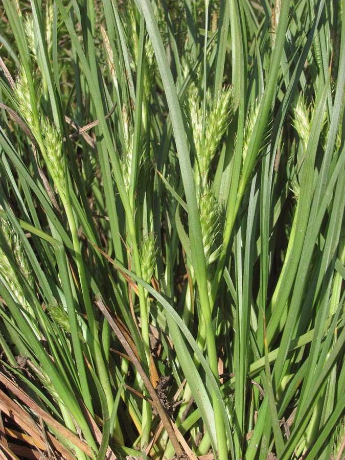 Image of Carex hordeistichos specimen.