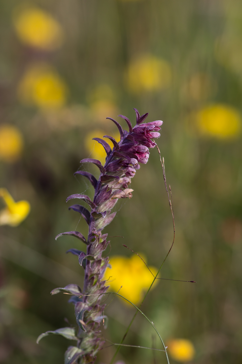 Изображение особи Odontites vulgaris.