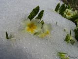 Primula vulgaris