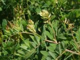 Astragalus glycyphyllos