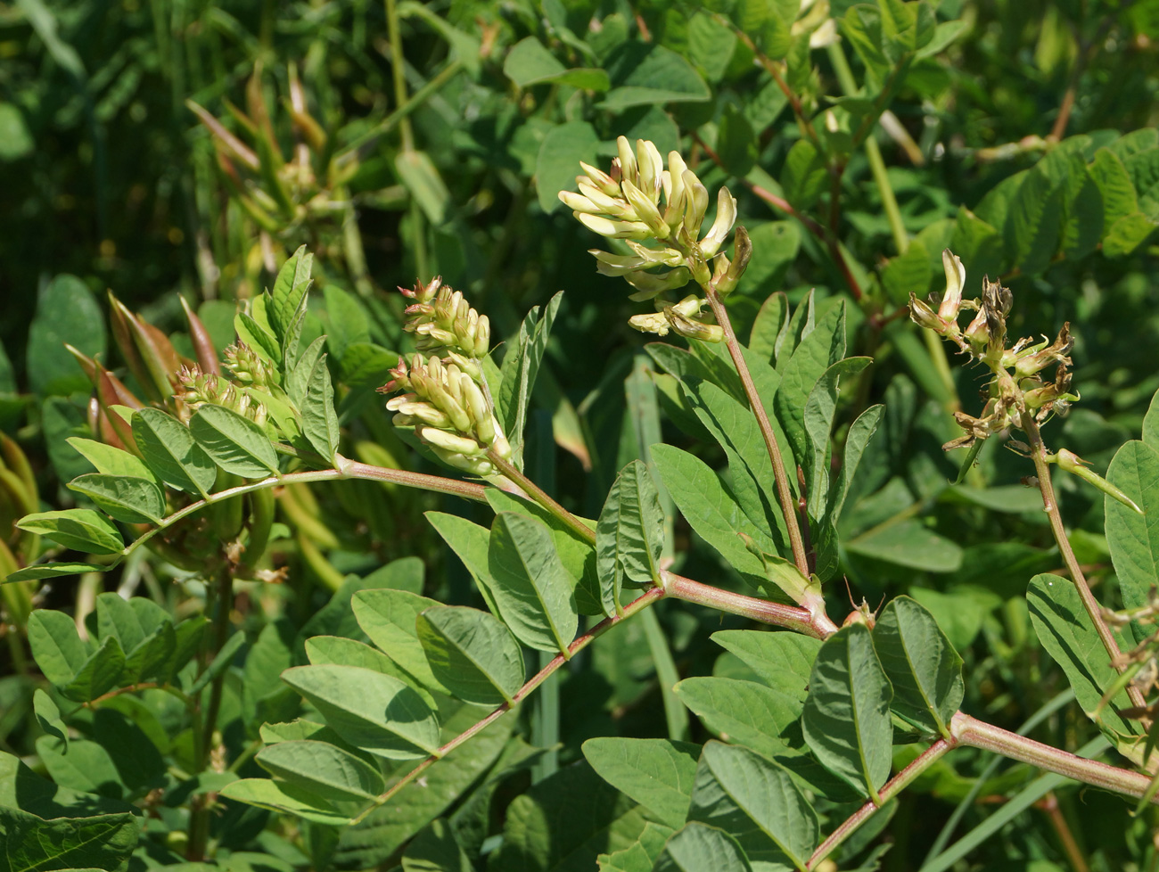 Image of Astragalus glycyphyllos specimen.