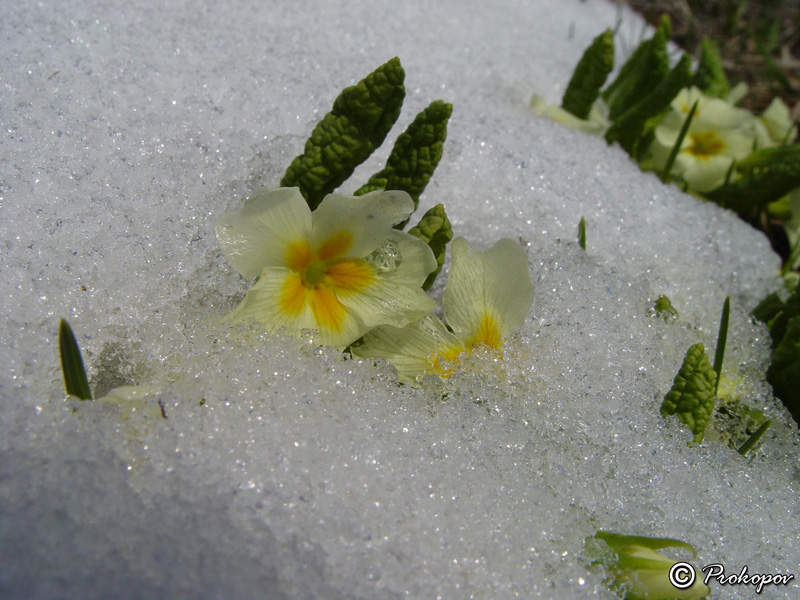 Image of Primula vulgaris specimen.