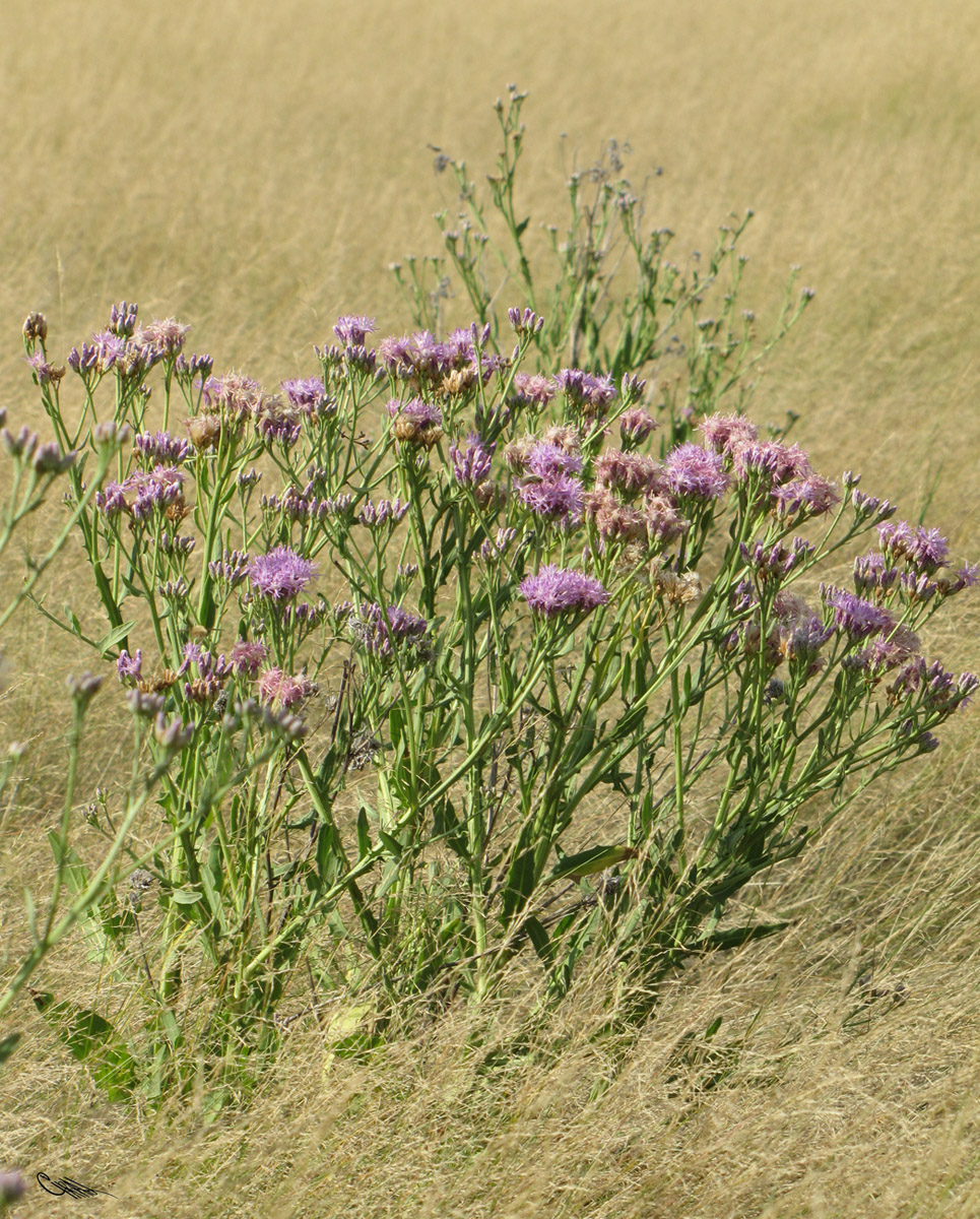 Image of Saussurea salsa specimen.