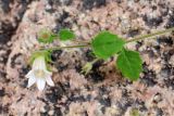 Campanula incanescens