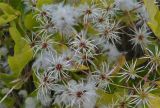 Clematis vitalba