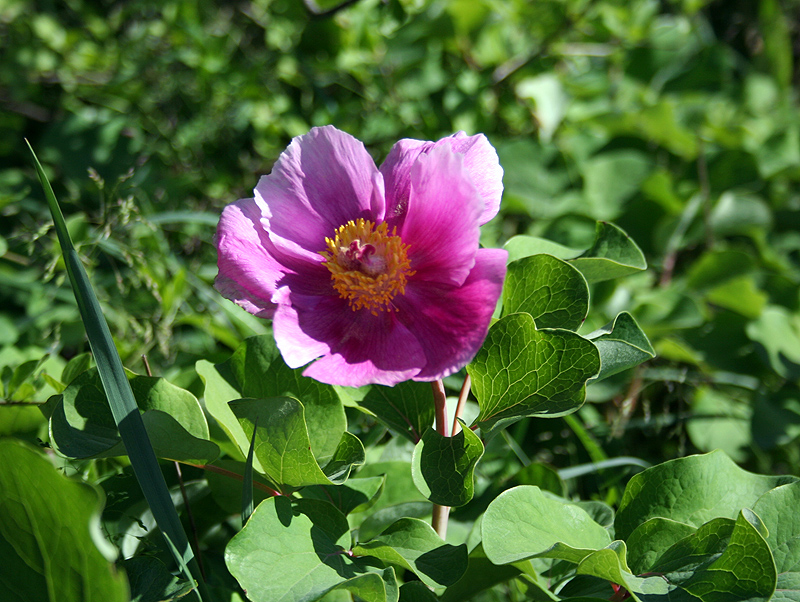 Image of Paeonia daurica specimen.