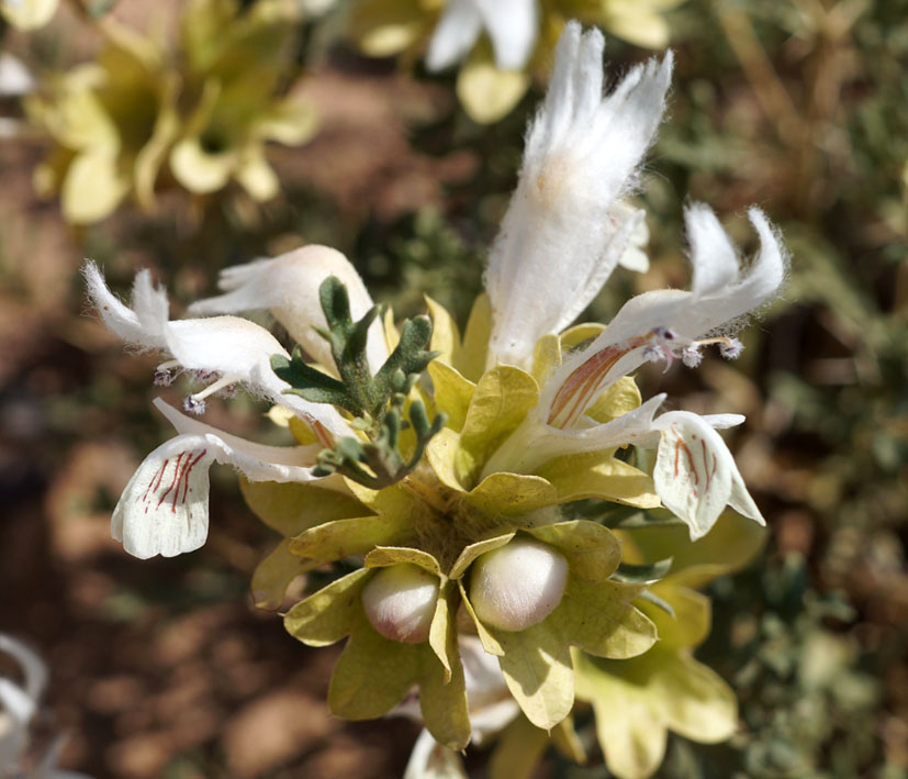 Изображение особи Lagochilus platyacanthus.