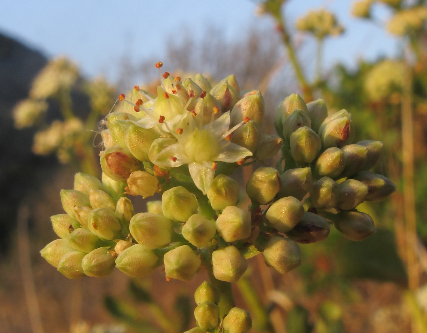 Изображение особи Hylotelephium caucasicum.